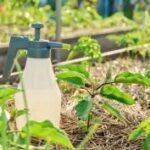 A inovação dos biofungicidas na soja com metabólitos