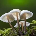 Bioinseticidas inovam no controle do bicudo-do-algodoeiro