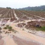 Chuvas podem deixar 35 milhões de toneladas de cana no campo