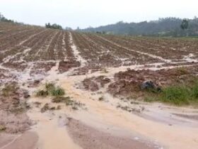 Chuvas podem deixar 35 milhões de toneladas de cana no campo