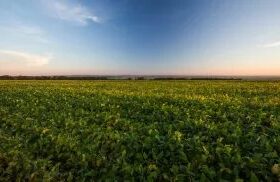 Produção agropecuária supera R$ 1,4 trilhão em agosto