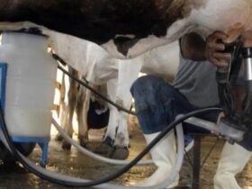 Produção de leite bate recorde mesmo com redução de vacas ordenhadas