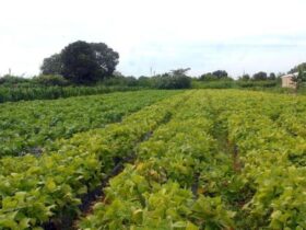 Segurança alimentar e povos indígenas têm R$ 64,3 milhões em crédito