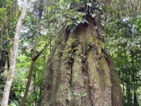 7 em cada 10 parlamentares eleitos para 2027 têm baixa adesão à agenda ambiental