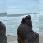 Elefante-marinho aparece em praia no Rio de Janeiro