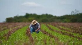 Bancada agro cobra mudanças na renegociação de dívidas rurais