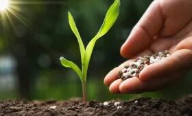 Bioinsumos ganham protagonismo no manejo agrícola