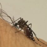 Casos prováveis de Chikungunya sofrem aumento de 369,3% na Bahia; afirma Sesab