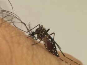 Casos prováveis de Chikungunya sofrem aumento de 369,3% na Bahia; afirma Sesab