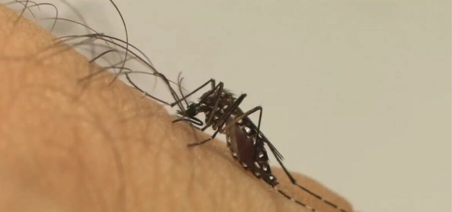 Casos prováveis de Chikungunya sofrem aumento de 369,3% na Bahia; afirma Sesab