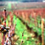 Jorge Lucki: O que as safras de 2016, 2006 e 1996 produziram nas regiões francesas de vinhos de maior prestígio