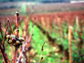 Jorge Lucki: O que as safras de 2016, 2006 e 1996 produziram nas regiões francesas de vinhos de maior prestígio