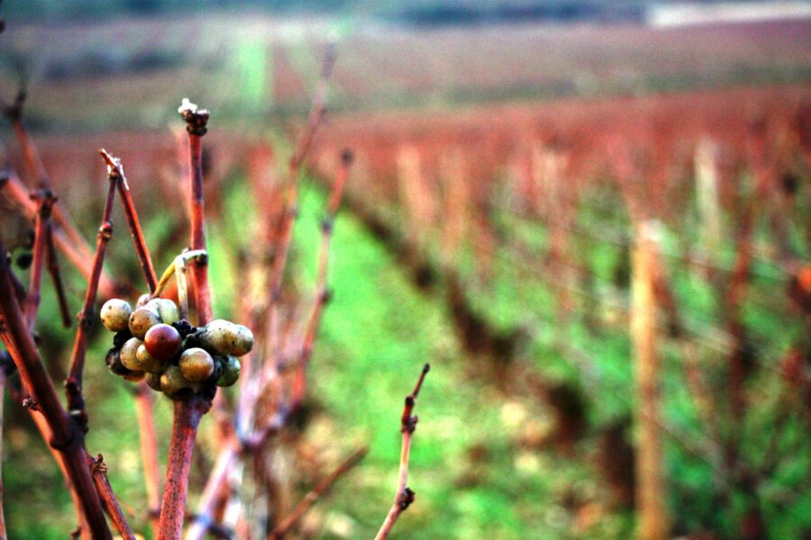 Jorge Lucki: O que as safras de 2016, 2006 e 1996 produziram nas regiões francesas de vinhos de maior prestígio
