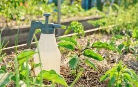 Primeiro biofungicida à base de metabólitos é desenvolvido no Brasil