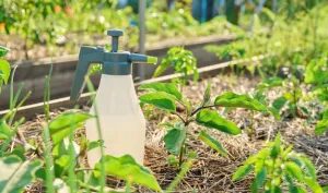 Primeiro biofungicida à base de metabólitos é desenvolvido no Brasil