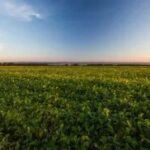 Produção agropecuária supera R$ 1,4 trilhão em agosto