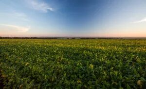 Produção agropecuária supera R$ 1,4 trilhão em agosto