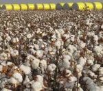 Sapezal (MT) chega ao topo do ranking de produção agrícola do Brasil