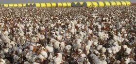 Sapezal (MT) chega ao topo do ranking de produção agrícola do Brasil