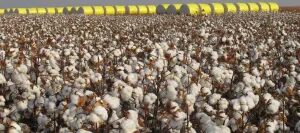 Sapezal (MT) chega ao topo do ranking de produção agrícola do Brasil