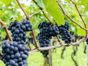 VAMOS DE VINHO