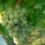 VAMOS DE VINHO