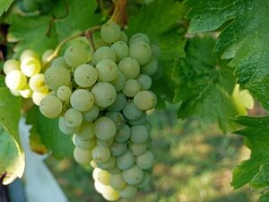 VAMOS DE VINHO