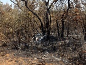 Bahia enviará alertas pelo WhatsApp sobre riscos do El Niño nos 417 municípios