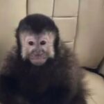 Macaco de Marcell Moraes é encontrado morto após invadir condomínio de luxo em Salvador