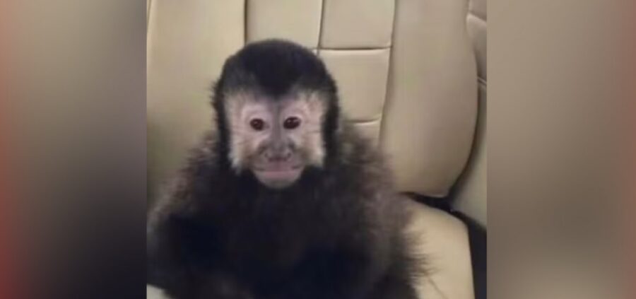 Macaco de Marcell Moraes é encontrado morto após invadir condomínio de luxo em Salvador