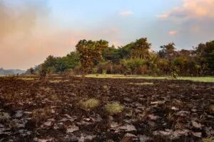 Queimadas no Amazonas: bombeiros dizem que governo federal negou ajuda